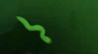 33_screen-shot-2022-01-16-at-154612.png